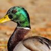 Quand la justice prend l’eau… à cause de canards
