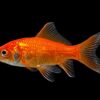 Un poisson rouge globe-trotter retrouvé dans une valise perdue