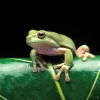 Scène cocasse dans l’Hérault : des bruits suspects en pleine nuit… causés par des grenouilles !