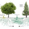 Le « Wood Wide Web » expliqué